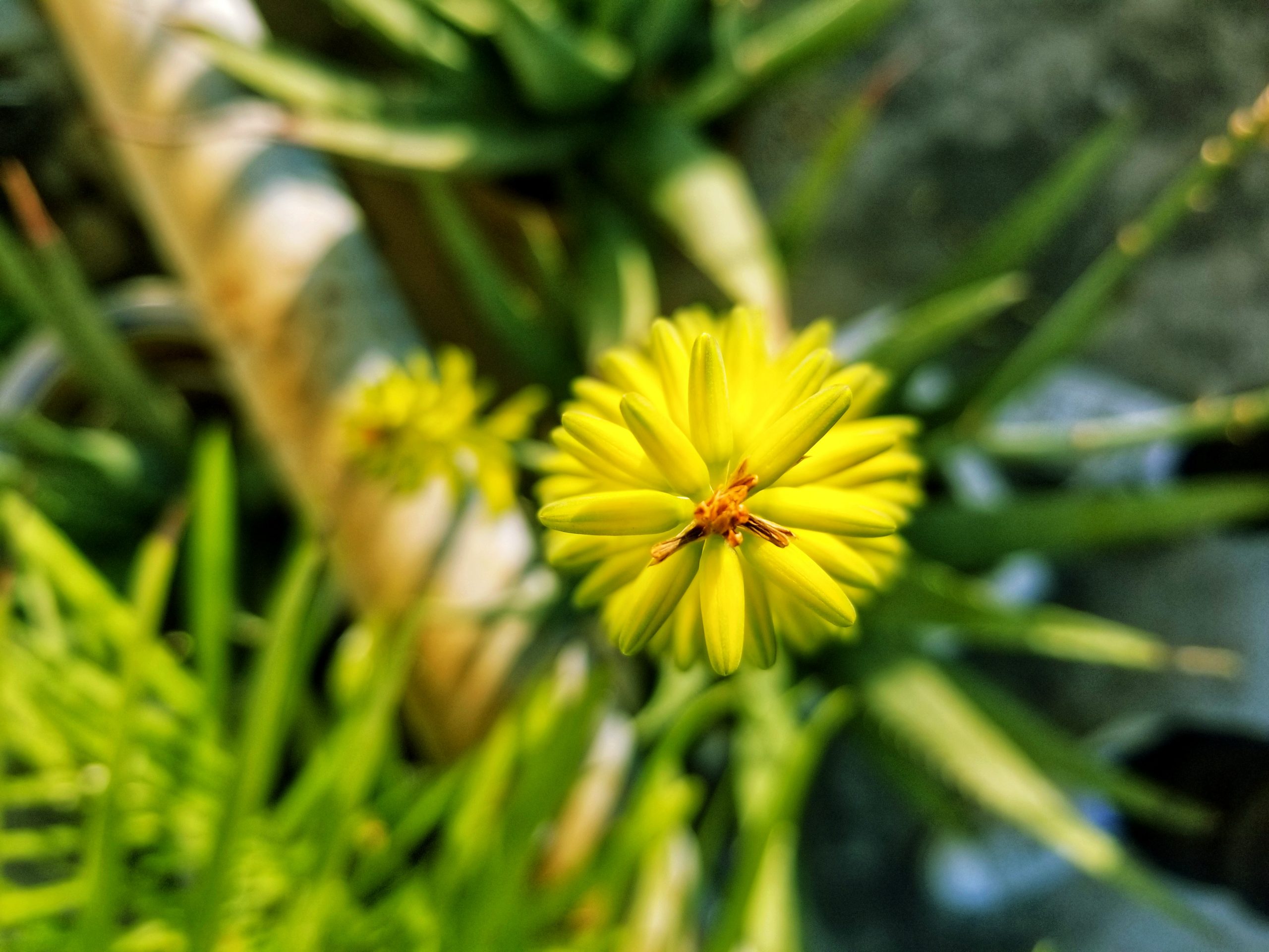 你知道这是什么花吗？