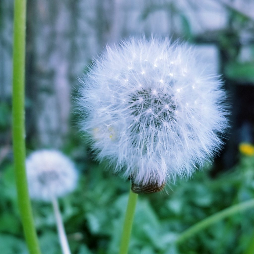 春雨里洗过的太阳